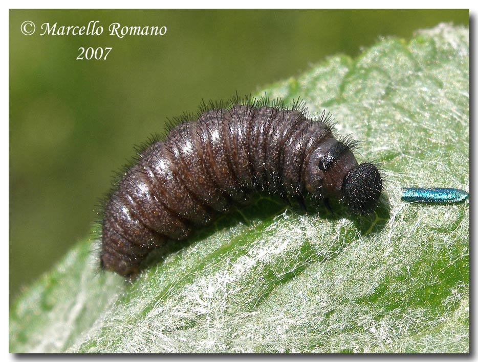 Il bruco della Muschampia proto ed il suo astuccio